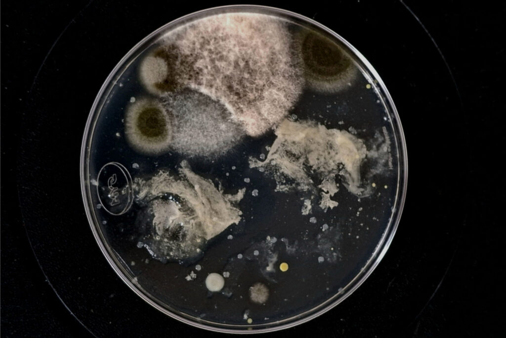 Amanda Rosa Pérez-Morales. El oscuro verano en mi jardín está llegando a su fin (2025). Cultivo bacteriano de la fauna, la flora y el ambiente de un jardín doméstico, y cultivo de microbioma humano. Exposición colectiva HOME-S, Christos Kapralos Museum, isla de Egina, Grecia, 2026.